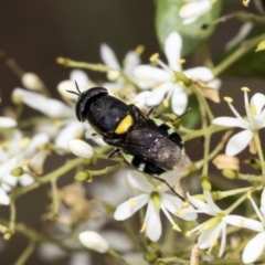 Odontomyia hunteri at Hawker, ACT - 6 Jan 2021