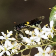 Odontomyia hunteri at Hawker, ACT - 6 Jan 2021