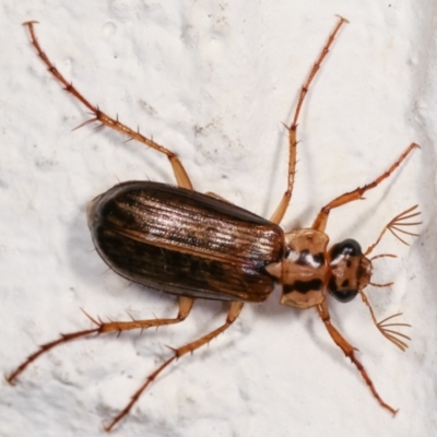 Telura sp. (genus) (A scarab beetle) at Melba, ACT - 23 Dec 2020 by kasiaaus