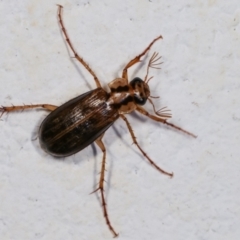 Telura sp. (genus) at Melba, ACT - 23 Dec 2020