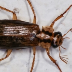 Telura sp. (genus) at Melba, ACT - 23 Dec 2020