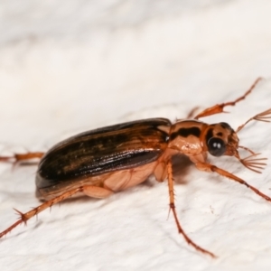 Telura sp. (genus) at Melba, ACT - 23 Dec 2020