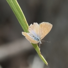 Nacaduba biocellata (Two-spotted Line-Blue) at The Pinnacle - 6 Jan 2021 by AlisonMilton