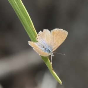 Nacaduba biocellata at Holt, ACT - 6 Jan 2021