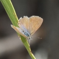 Nacaduba biocellata at Holt, ACT - 6 Jan 2021