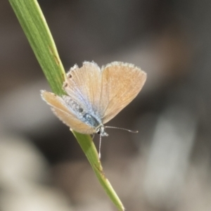 Nacaduba biocellata at Holt, ACT - 6 Jan 2021 12:45 PM