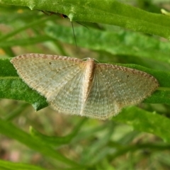 Poecilasthena pulchraria (Australian Cranberry Moth) at Paddys River, ACT - 7 Jan 2021 by JohnBundock