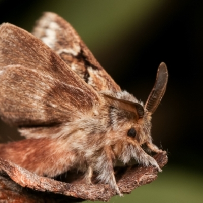 Pernattia pusilla (She-Oak Moth) at Melba, ACT - 27 Dec 2020 by kasiaaus