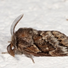 Pernattia pusilla at Melba, ACT - 27 Dec 2020