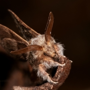 Pernattia pusilla at Melba, ACT - 27 Dec 2020