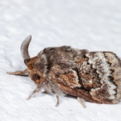 Pernattia pusilla at Melba, ACT - 27 Dec 2020