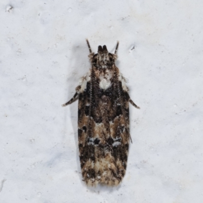 Ardozyga sodalisella (A Gelechioid moth) at Melba, ACT - 26 Dec 2020 by kasiaaus