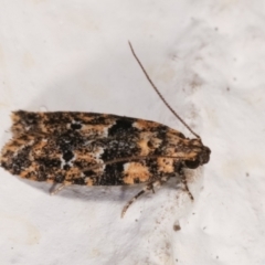 Ardozyga sodalisella (A Gelechioid moth) at Melba, ACT - 23 Dec 2020 by kasiaaus