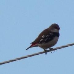Stagonopleura guttata (Diamond Firetail) at Lower Boro, NSW - 9 Jan 2021 by mcleana