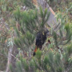 Calyptorhynchus lathami lathami (Glossy Black-Cockatoo) at Lower Borough, NSW - 9 Jan 2021 by mcleana