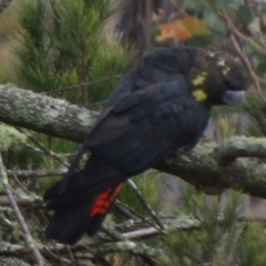 Calyptorhynchus lathami lathami at Lower Borough, NSW - 9 Jan 2021