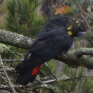 Calyptorhynchus lathami at Lower Borough, NSW - 9 Jan 2021