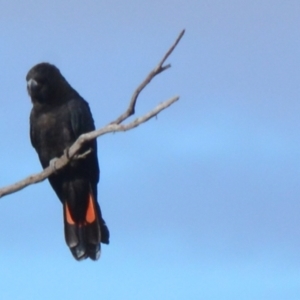 Calyptorhynchus lathami lathami at Lower Borough, NSW - 9 Jan 2021