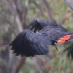 Calyptorhynchus lathami lathami at Lower Borough, NSW - 9 Jan 2021