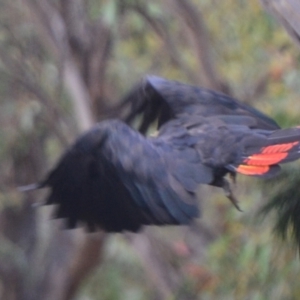 Calyptorhynchus lathami lathami at Lower Borough, NSW - 9 Jan 2021