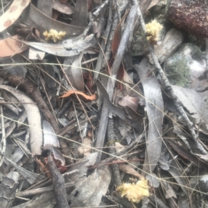 Calyptorhynchus lathami at Lower Borough, NSW - 9 Jan 2021