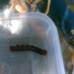 Phalaenoides glycinae (Grapevine Moth) at Hackett, ACT - 9 Jan 2021 by allecy