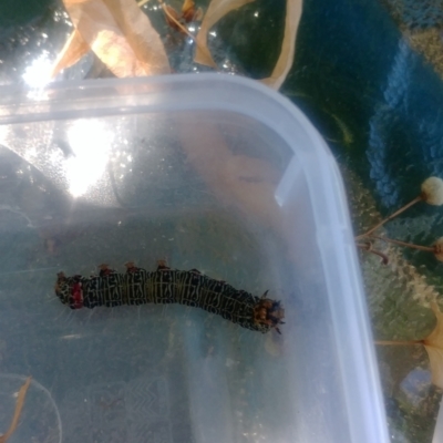 Phalaenoides glycinae (Grapevine Moth) at Hackett, ACT - 9 Jan 2021 by allecy