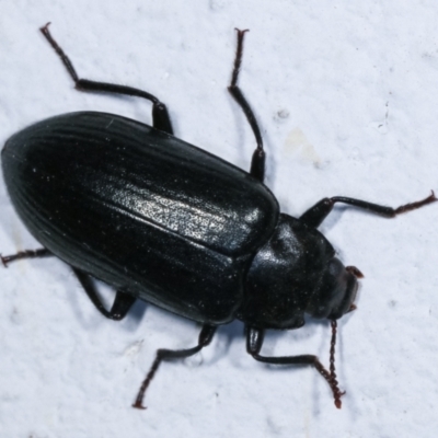 Prophanes simplex (Darkling beetle) at Melba, ACT - 26 Dec 2020 by kasiaaus