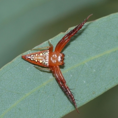 Arkys walckenaeri (Triangle spider) at Downer, ACT - 8 Jan 2021 by TimL