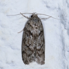 Philobota philostaura (A Concealer moth (Philobota group)) at Melba, ACT - 23 Dec 2020 by kasiaaus