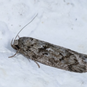 Philobota philostaura at Melba, ACT - 23 Dec 2020