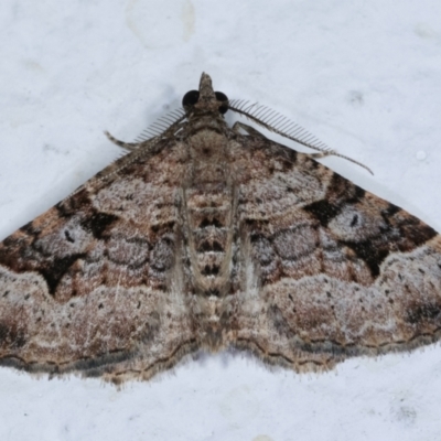 Epyaxa subidaria (Subidaria Moth) at Melba, ACT - 22 Dec 2020 by kasiaaus