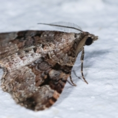 Epyaxa subidaria at Melba, ACT - 23 Dec 2020 12:06 AM