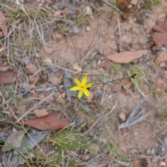 Tricoryne elatior (Yellow Rush Lily) at Yass River, NSW - 1 Jan 2021 by 120Acres