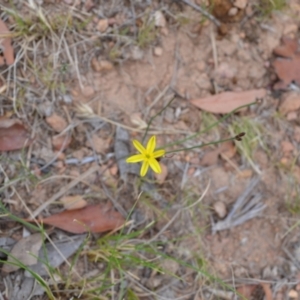 Tricoryne elatior at Yass River, NSW - suppressed