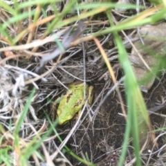 Litoria verreauxii alpina at Snowy Plain, NSW - 7 Jan 2021