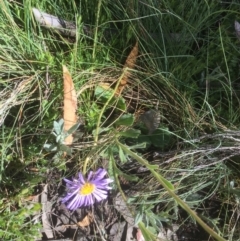 Brachyscome spathulata (Coarse Daisy, Spoon-leaved Daisy) at Kosciuszko National Park - 6 Jan 2021 by JohnGiacon