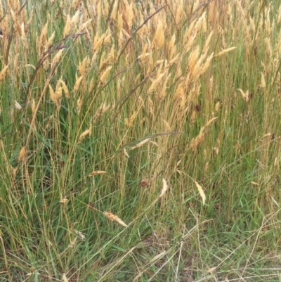 Anthoxanthum odoratum (Sweet Vernal Grass) at Jagungal Wilderness, NSW - 6 Jan 2021 by jgiacon