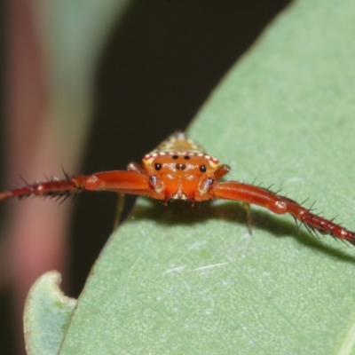 Arkys walckenaeri (Triangle spider) at Acton, ACT - 8 Jan 2021 by TimL