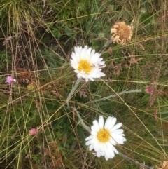 Celmisia sp. (Snow Daisy) at Cabramurra, NSW - 5 Jan 2021 by jgiacon