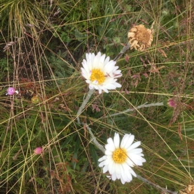 Celmisia sp. (Snow Daisy) at Cabramurra, NSW - 5 Jan 2021 by jgiacon