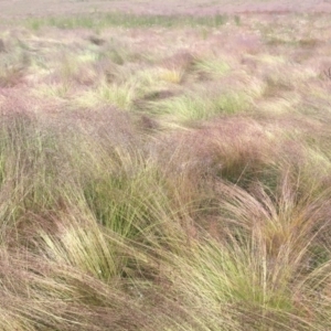 Poa labillardierei at Cabramurra, NSW - 6 Jan 2021 09:47 AM