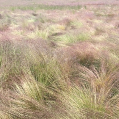 Poa labillardierei (Common Tussock Grass, River Tussock Grass) at Cabramurra, NSW - 5 Jan 2021 by jgiacon