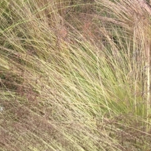 Poa labillardierei at Cabramurra, NSW - 6 Jan 2021 09:47 AM