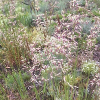 Rytidosperma sp. (Wallaby Grass) at Cabramurra, NSW - 5 Jan 2021 by jgiacon