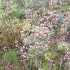 Unidentified Grass (TBC) at Kosciuszko National Park - 5 Jan 2021 by jgiacon