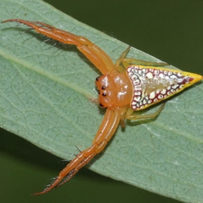 Arkys walckenaeri (Triangle spider) at Acton, ACT - 8 Jan 2021 by TimL