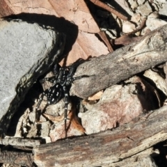 Nyssus albopunctatus (White-spotted swift spider) at Aranda Bushland - 8 Jan 2021 by KMcCue