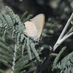 Jalmenus icilius (Amethyst Hairstreak) at Holt, ACT - 8 Jan 2021 by KMcCue