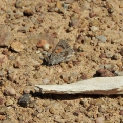 Lucia limbaria (Chequered Copper) at Aranda Bushland - 9 Jan 2021 by KMcCue